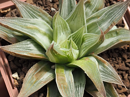 Хавортия цимбиформис Грэй Хост (Haworthia cymbiformis Grey Ghost), 8-10 см 